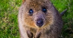 What is a quokka and what animal family does it belong to-example-1