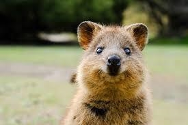 What is a quokka and what animal family does it belong to-example-2