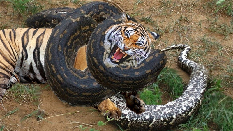 Find a tiger fighting a big snake-example-1