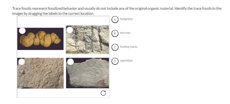 Trace fossils represent fossilized behavior and usually do not include any of the-example-1