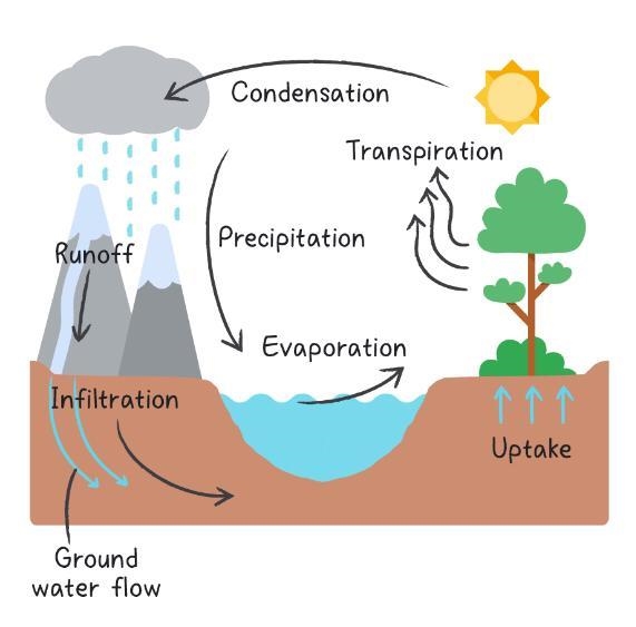 The water cycle is a process which involves a continuous movement of water. During-example-1