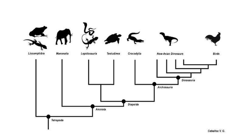 What organism are crocodiles most closely related to?-example-1