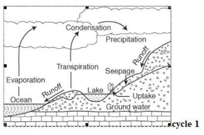 Which of the following steps in Fig 3 involves plants releasing water vapor back into-example-1