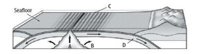 Which letter shows new seafloor moving away from the ridge, cooling, moving outward-example-1