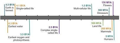 Based on fossil evidence, about how long ago did the first single-celled life form-example-1