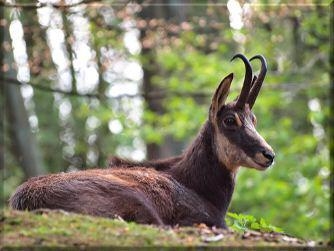 Mountain goats like the one in the photo above can be found in the __________ ecosystem-example-1