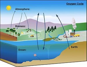 What part of the oxygen cycle is missing from this diagram? A. Weathering causes the-example-1