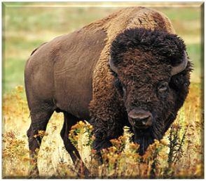 Bison live in __________ ecosystems in the United States. A. desert B. grassland C-example-1