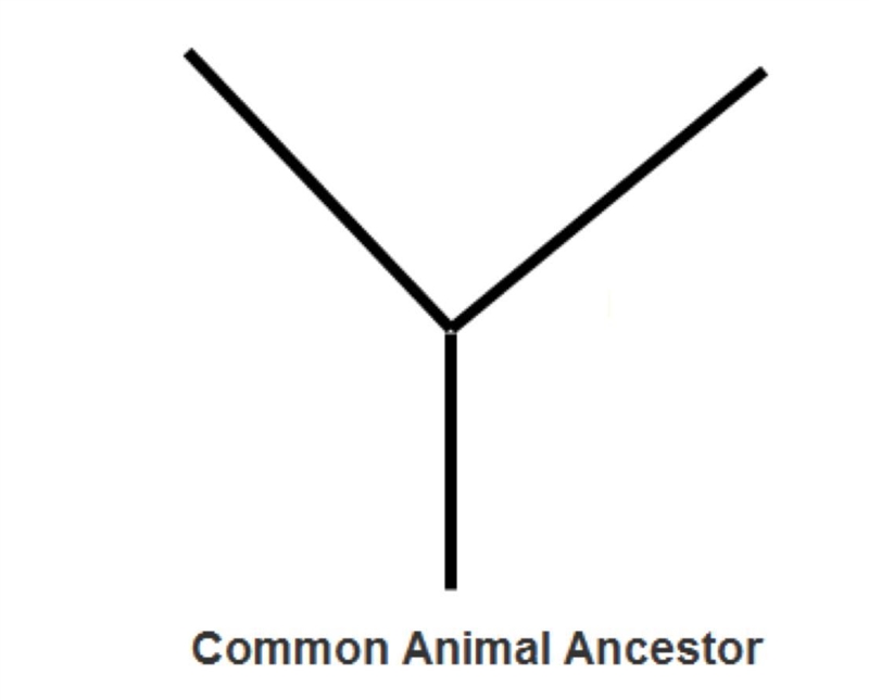 The image above depicts a branch of a phylogenetic tree. Based on the list of animals-example-1