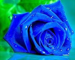 The two pics What pic is the best dreamcatcher or blue rose I am asking because its-example-2