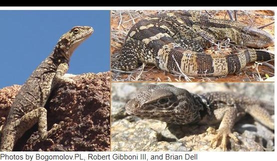 Analyze the photos below and answer the question that follows. The three lizards in-example-1