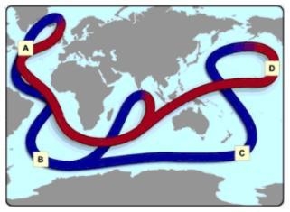 Where do cold deep currents rise to become warm surface currents? A B C D-example-1