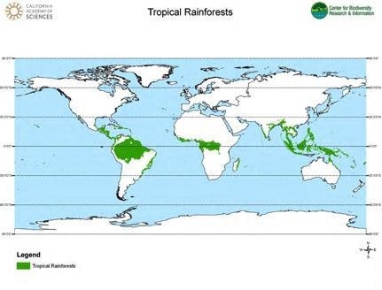 Explain the climate of the tropical rainforest using the words hot heavy humid daily-example-1