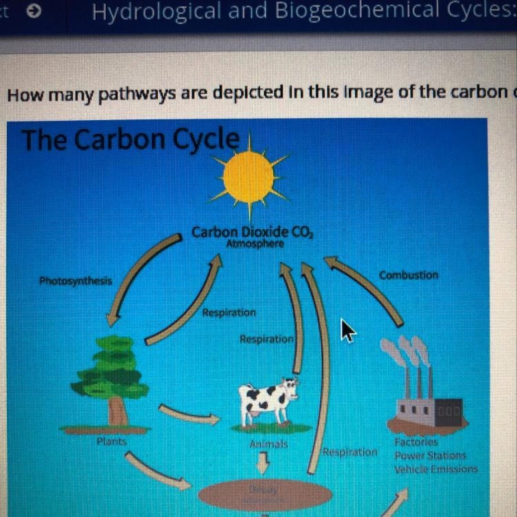 How many pathways are depicted in this image of the carbon cycle? A. One B. Two C-example-1