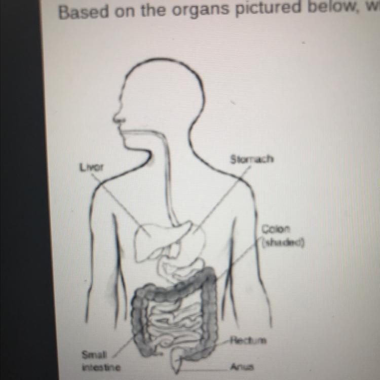 Based on the organs pictured below, which organ system is represented in this image-example-1