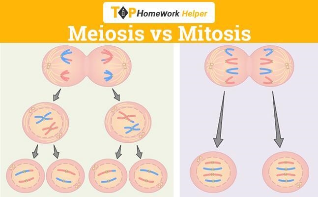 Which statement accurately describes a difference between mitosis and meiosis I need-example-1