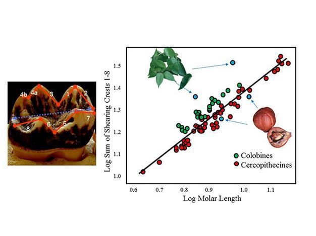 Given what you have learned about primate dental functional morphology, and the information-example-1