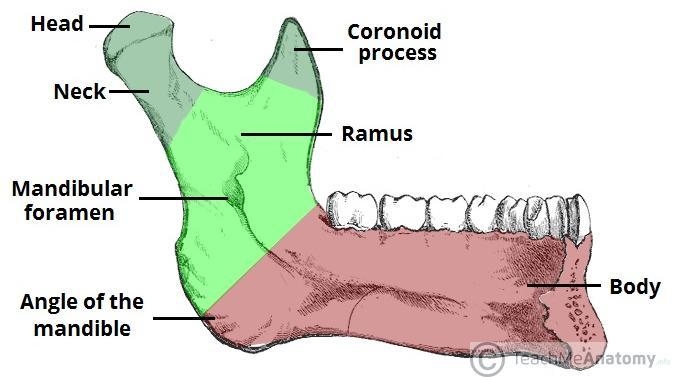 What is the name of this bone?-example-1