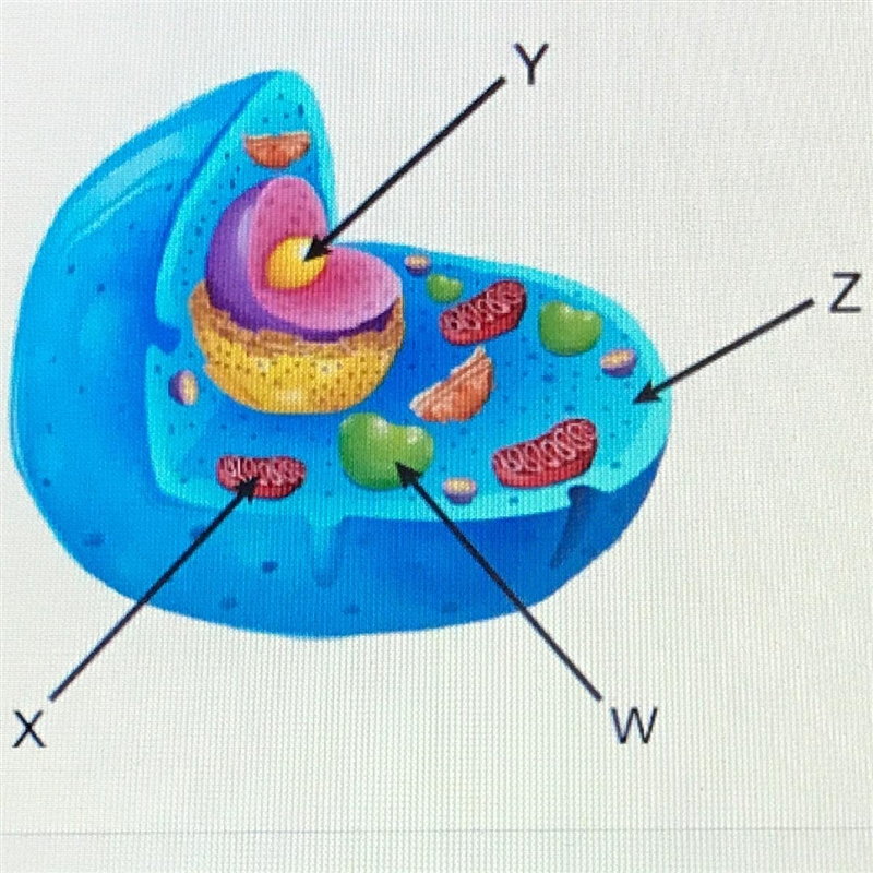 Which letter marks the location where carbon dioxide is produced during respiration-example-1