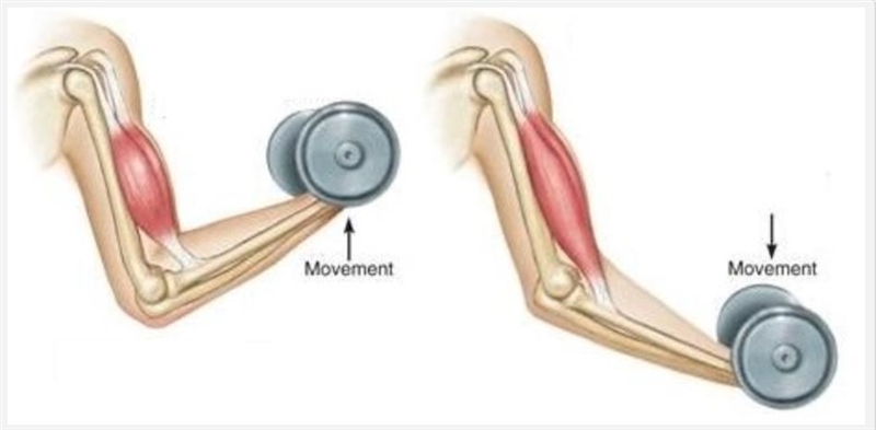 Describe the process of isotonic contraction of the bicep muscle. Include these in-example-1