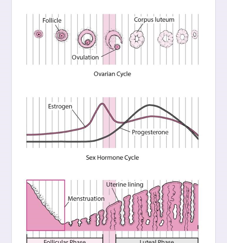 Estrogen levels are highest on day number?-example-1