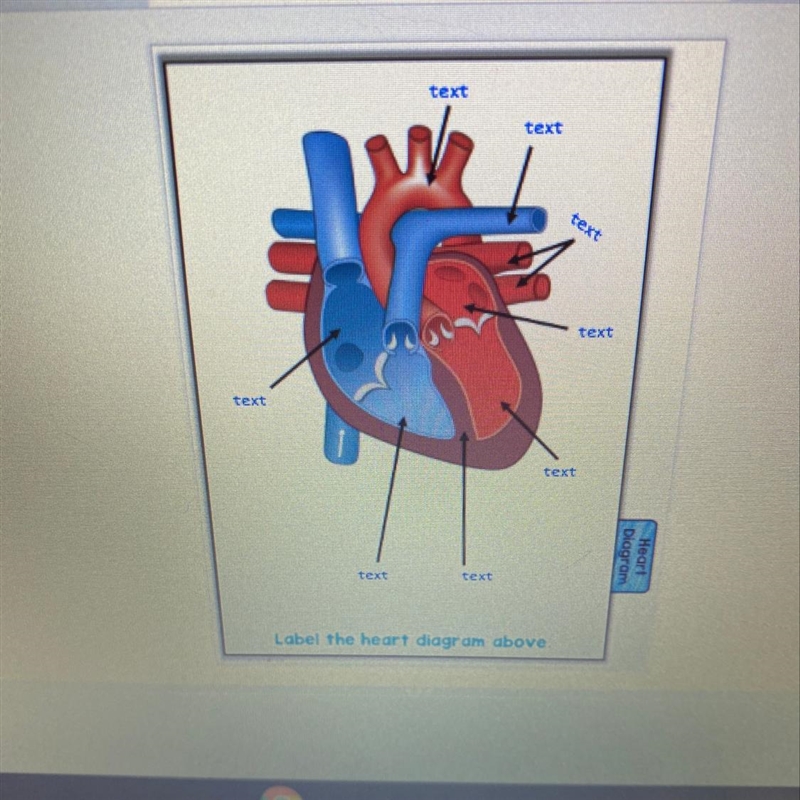 All parts of the heart-example-1