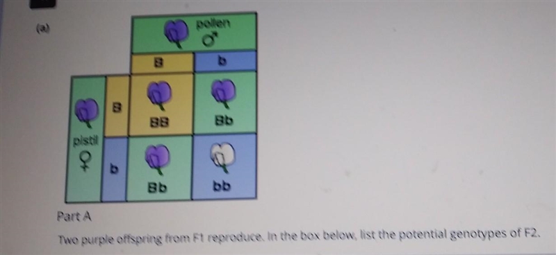 Two purple offspring from f1 reproduce. in the box below, list the potential genotypes-example-1