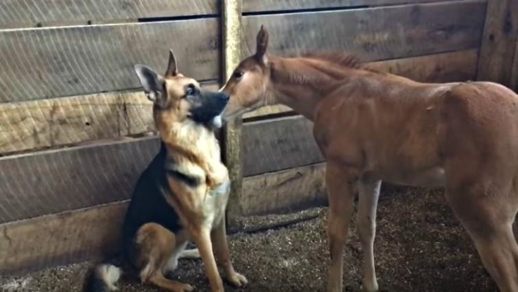 well my foal and dog just met each other lol the mother is still resting, hope they-example-1