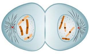 Which image represents the step in mitosis when chromosomes condense and spindle fibers-example-2