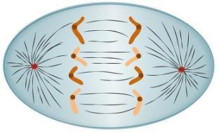 Which image represents the step in mitosis when chromosomes condense and spindle fibers-example-3