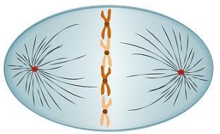 Which image represents the step in mitosis when chromosomes condense and spindle fibers-example-4