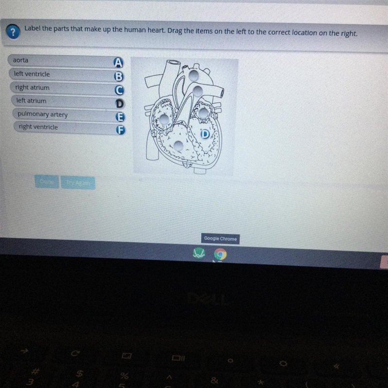 Label the parts that make up the human heart. Drag the items on the left to the correct-example-1