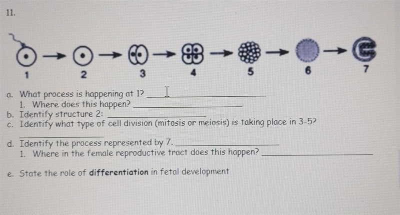 A. What process is happening at 1? 1. Where does this happen? b. Identify structure-example-1