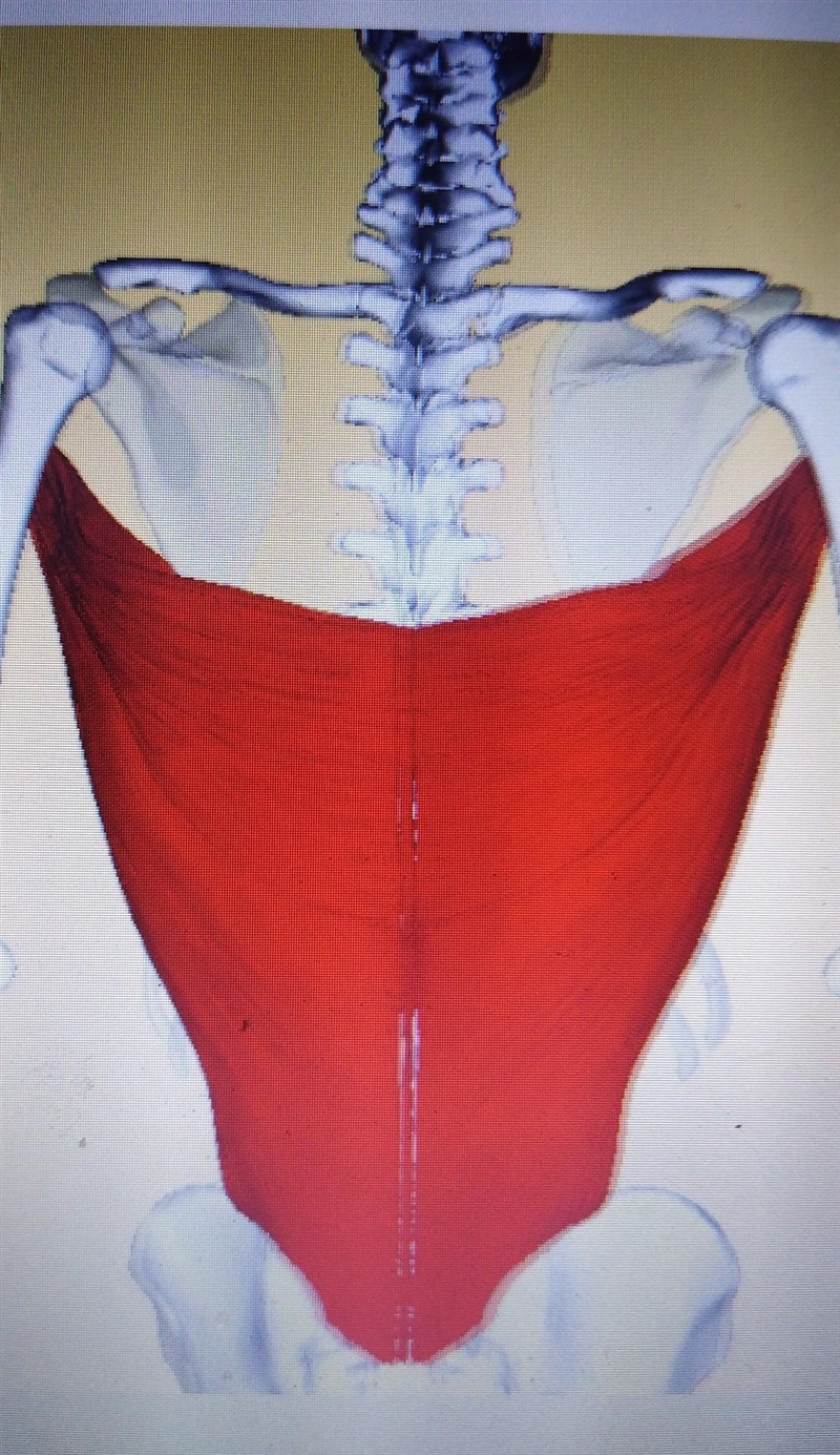 (100)POINT) what muscle is this? A.Quadricep B.Oblique C.Latissimus Dorsi D.Trapezius-example-1