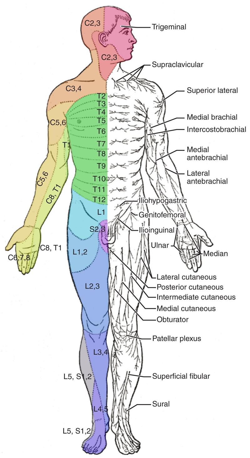 The question is why are the effects so different between the two injuries? Help me-example-1