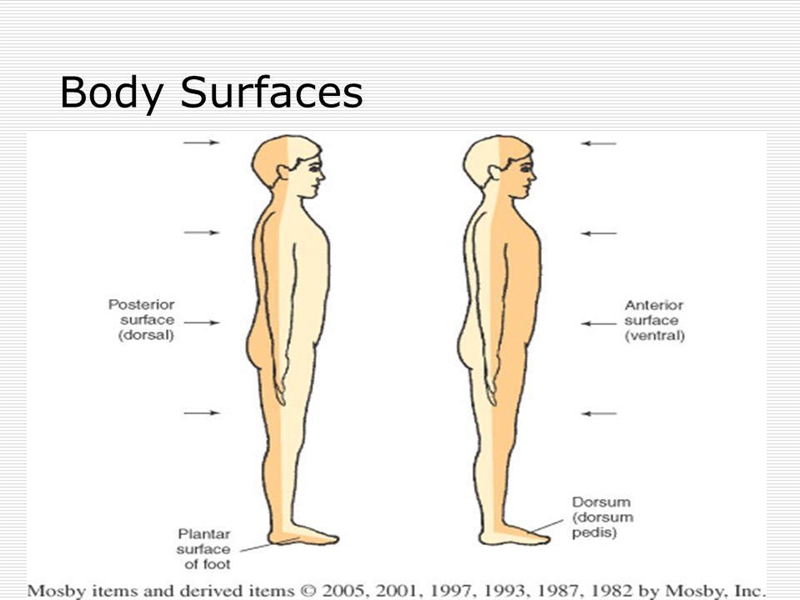 What does the dorsal surface refer to? *-example-1