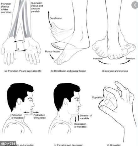 What are the 3 movements a joint can make spin, jolt and fuse or roll, flip and spin-example-1