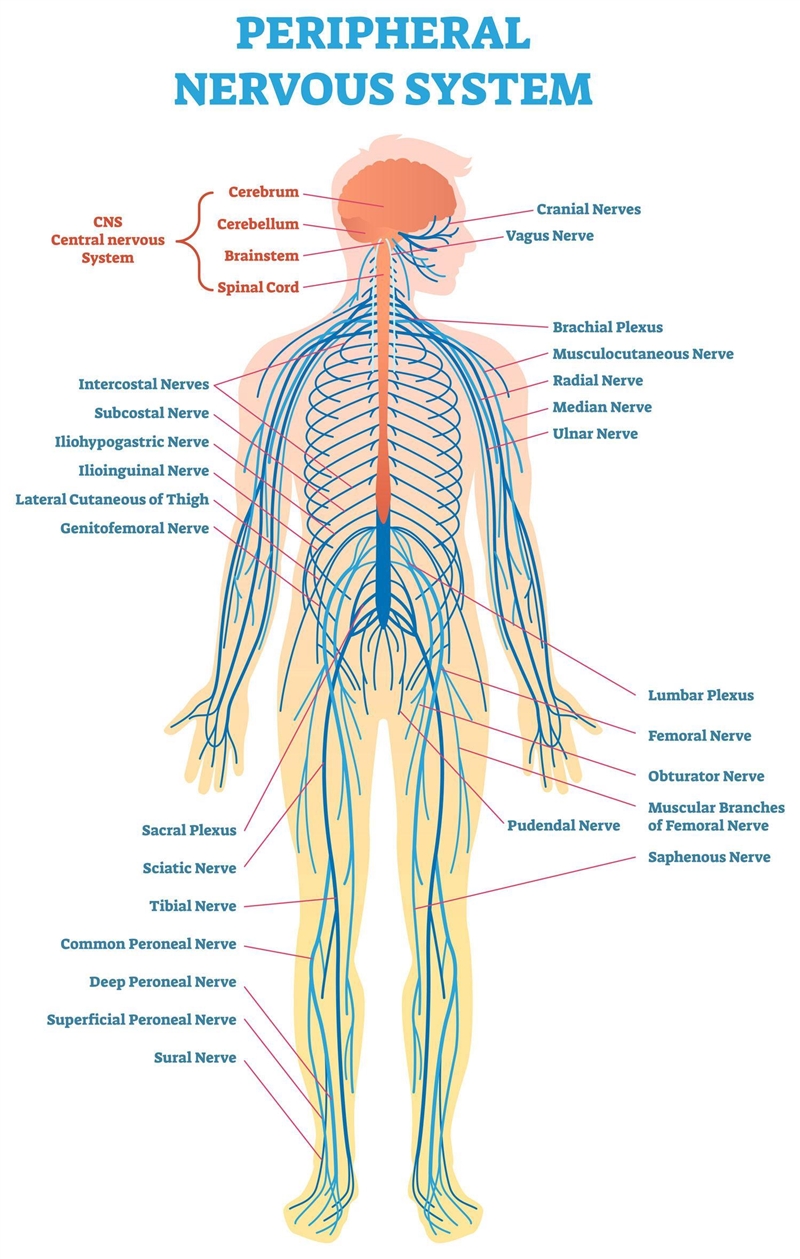 This is the...................... system. it carries messages to and from different-example-1