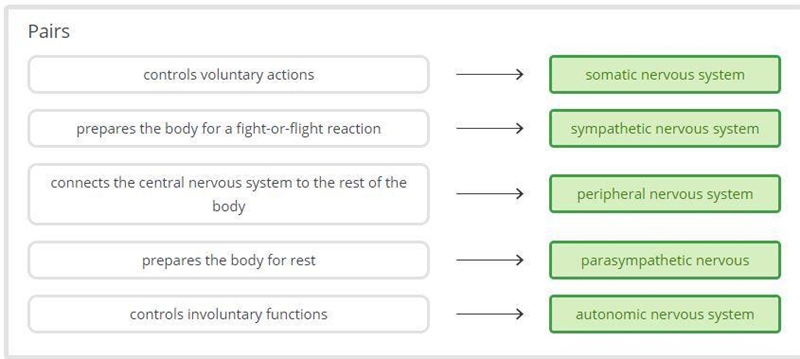 Drag the tiles to the boxes to complete the pairs. Match the parts of the nervous-example-1