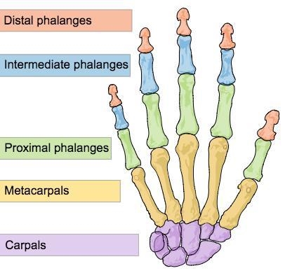 The carpals and metacarpals are located in the: A.Feet and Ankles B.Hands and Wrists-example-1