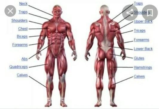 Muscle breakdown chart-example-1