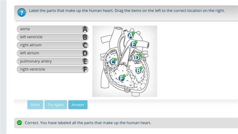 Label the parts that make up the human heart. Drag the items on the left to the correct-example-1