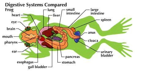 Write note : Frogs digestive system ​-example-1