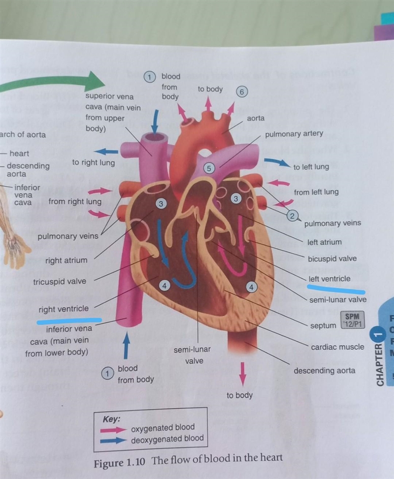 B Which letters in the image represent the heart's ventricles? ON AD СВ. А.С О С В-example-1