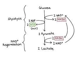 HOW DOES THE AEROBIC ENERGY SYSTEM WORK IN OUR BODY ? HOW DOES IT DIFFER FROM 2 ANAEROBIC-example-2