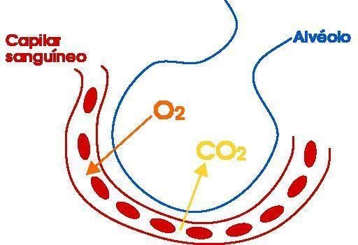 1. What type of blood vessel shown in the diagram is : A) an artery. B) A capillary-example-1