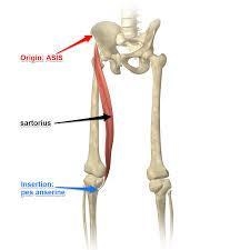 Which of the following muscles is involved in crossing one leg over the other while-example-1