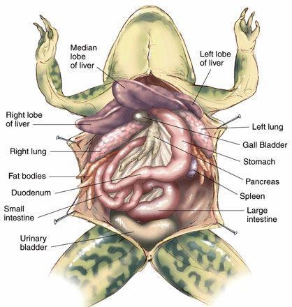 Write note : Frogs digestive system ​-example-2