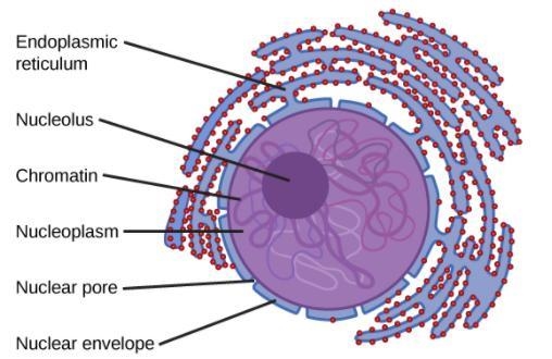 What are charateristics of the nucleus-example-1