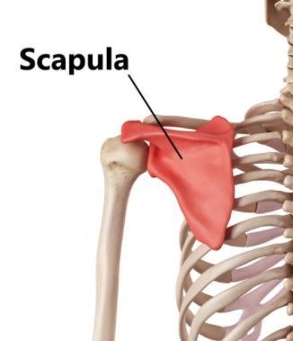 Which of the following is a flat bone? A. Scapula B. Femur C. Radius D. Patella-example-1